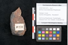 Foto (Objekt + Etikett) von Banksia novae zeelandiae Ettingshausen (NHMW-GEO-2024-0188-10270)